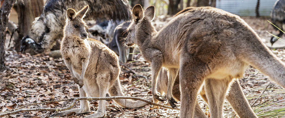 Walkabout_wildlife_park