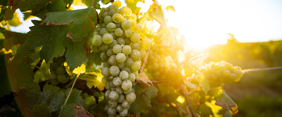 Sunscreen Chardonnay Grapes